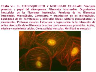 6- citoesqueleto y motilidad celular.pdf